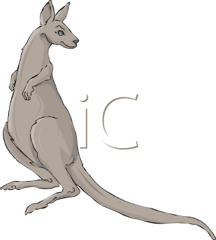 Kangaroo Clipart