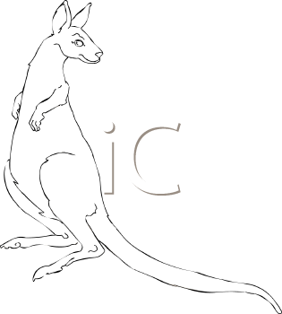 Kangaroo Clipart