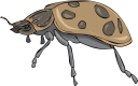 Ladybug Clipart