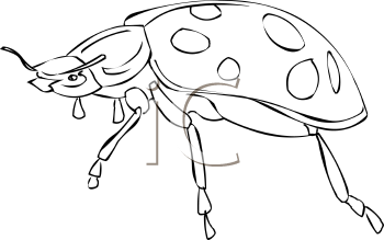 Ladybug Clipart