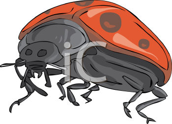 Ladybug Clipart