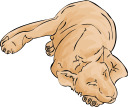 Lion Clipart