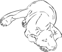 Lion Clipart