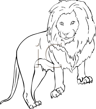 Lion Clipart