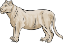 Lion Clipart