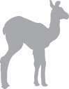 Llama Clipart