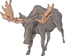 Moose Clipart