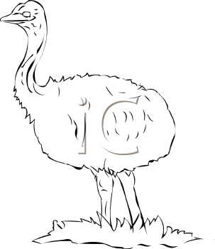 Ostrich Clipart