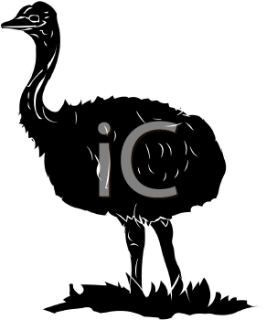 Ostrich Clipart