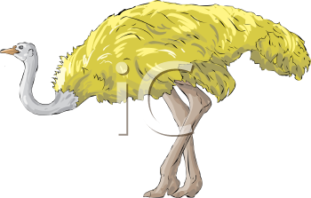 Ostrich Clipart