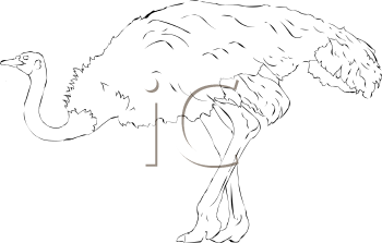 Ostrich Clipart