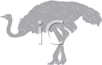 Ostrich Clipart