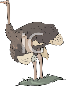 Ostrich Clipart