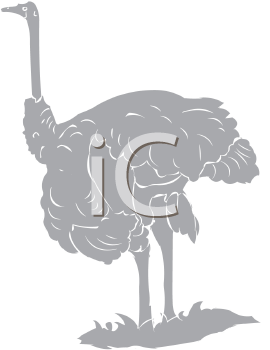 Ostrich Clipart