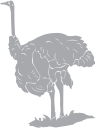 Ostrich Clipart