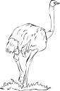 Ostrich Clipart