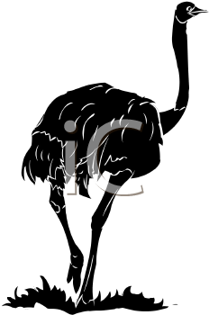 Ostrich Clipart