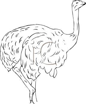 Ostrich Clipart