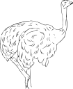 Ostrich Clipart