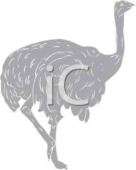 Ostrich Clipart