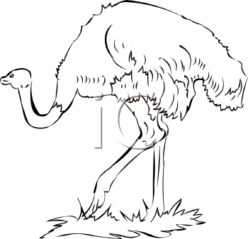 Ostrich Clipart