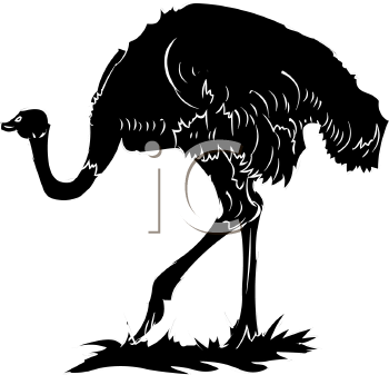 Ostrich Clipart