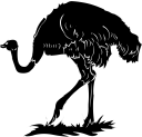 Ostrich Clipart