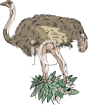 Ostrich Clipart