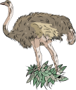 Ostrich Clipart