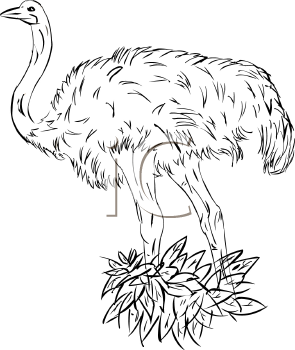 Ostrich Clipart