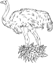 Ostrich Clipart