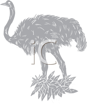 Ostrich Clipart