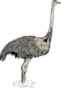 Ostrich Clipart