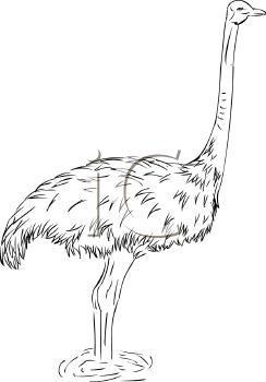 Ostrich Clipart