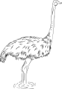 Ostrich Clipart