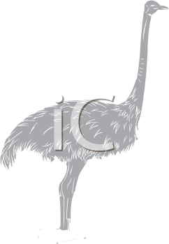 Ostrich Clipart