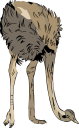 Ostrich Clipart