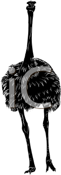 Ostrich Clipart