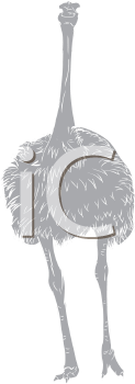 Ostrich Clipart