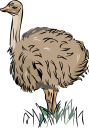 Ostrich Clipart