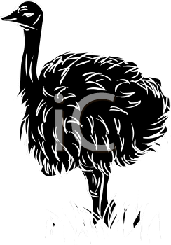 Ostrich Clipart