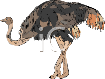 Ostrich Clipart