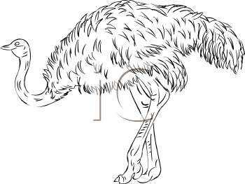 Ostrich Clipart