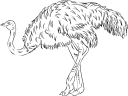 Ostrich Clipart