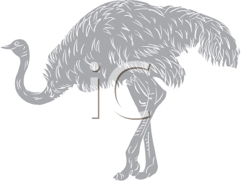 Ostrich Clipart