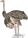 Ostrich Clipart