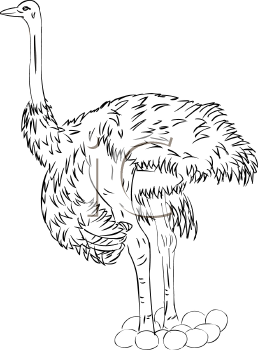 Ostrich Clipart