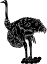 Ostrich Clipart