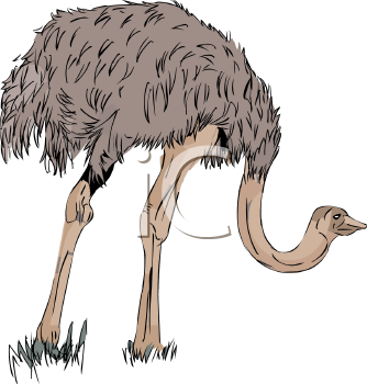 Ostrich Clipart