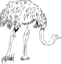 Ostrich Clipart